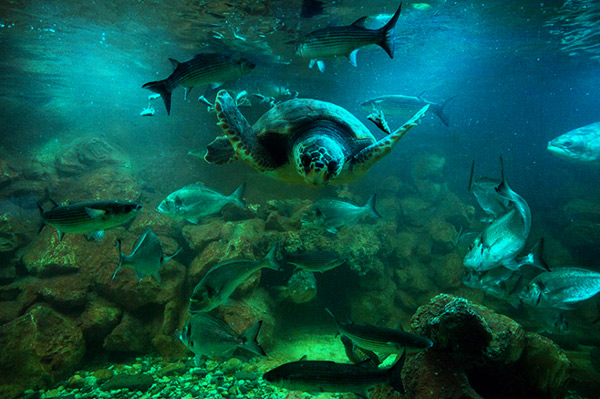 Aquarium d'Elbe